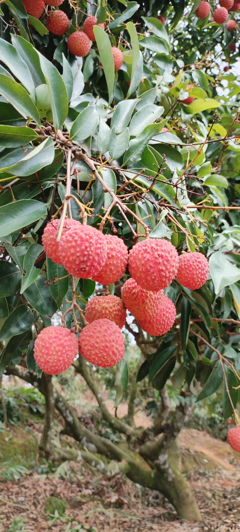 广东省高州市大井桂味荔枝