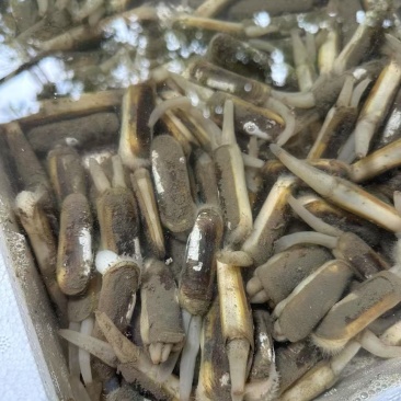 50粒一斤海蛏子欢迎采购，量大可议价