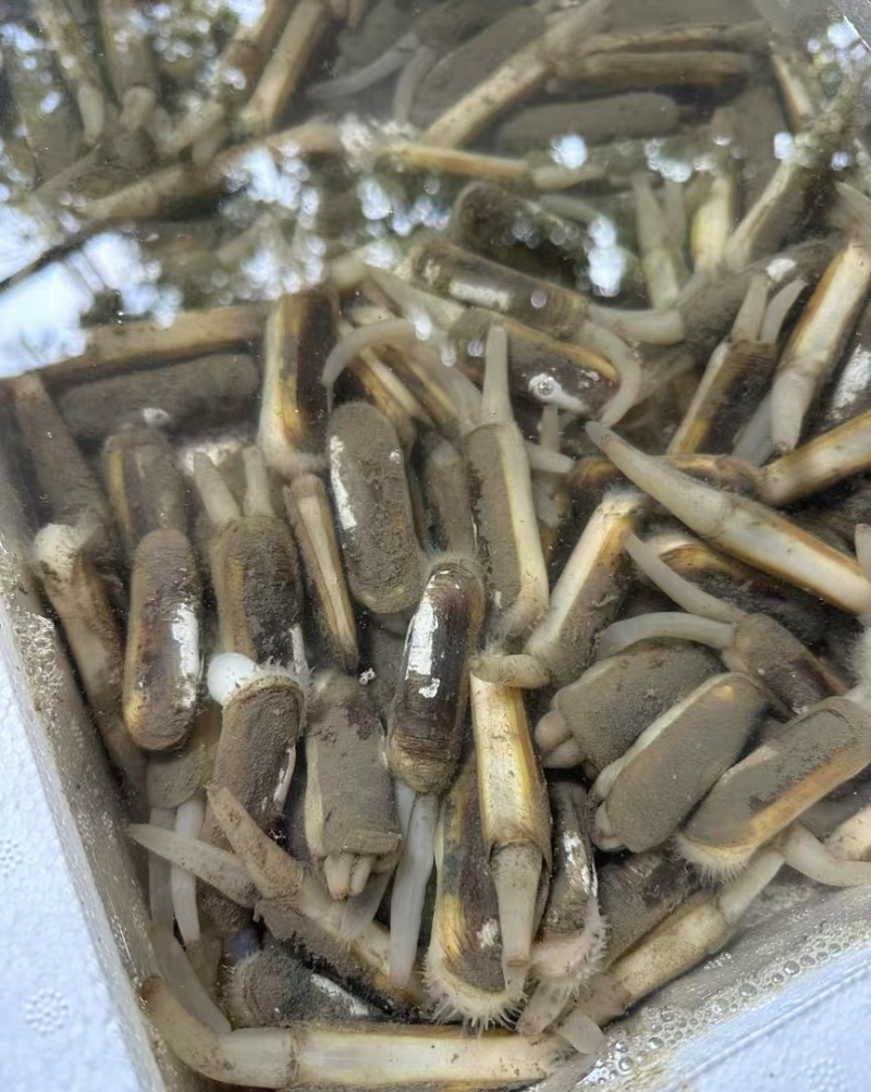 50粒一斤海蛏子欢迎采购，量大可议价