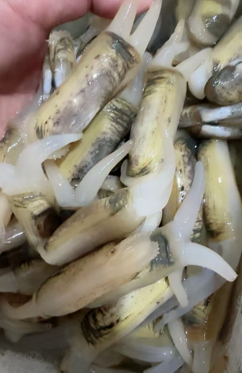 50粒一斤海蛏子欢迎采购，量大可议价