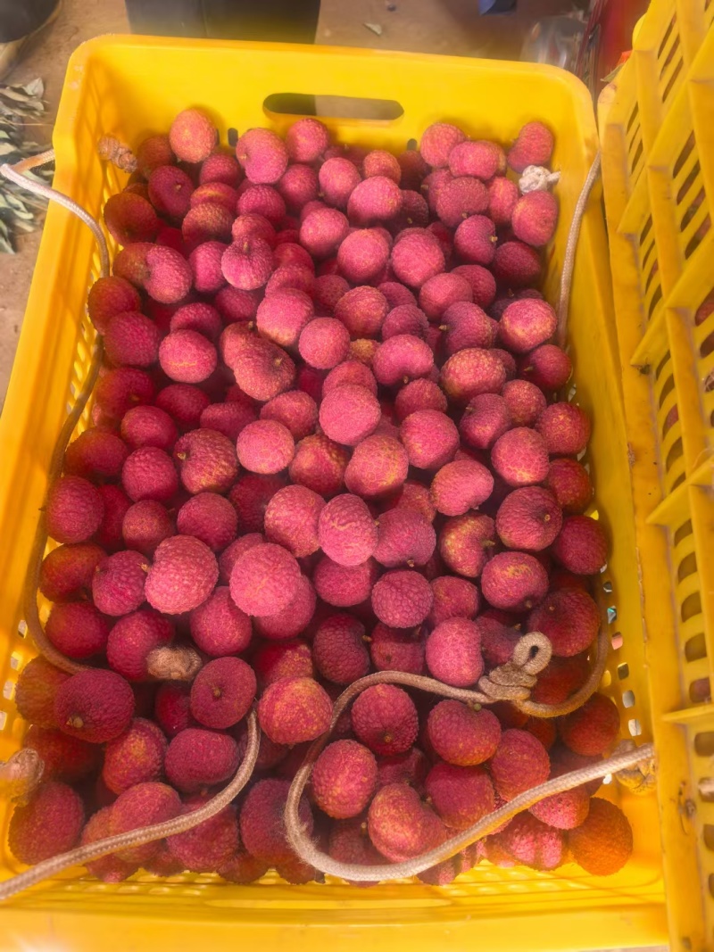 荔枝妃子笑果粒红头黄底《鸡嘴》果粒全红颜色鲜艳，个头均