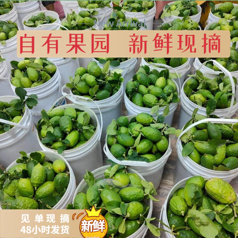 广东香水柠檬一级果二级果奶茶店无籽奶茶果园直发