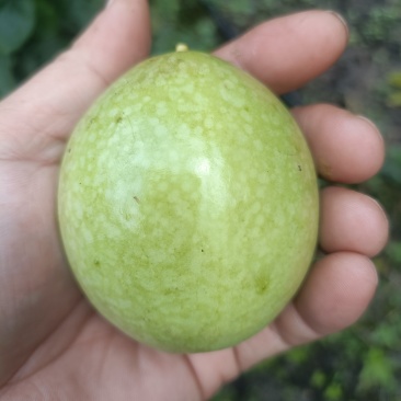 百香果精品统果
