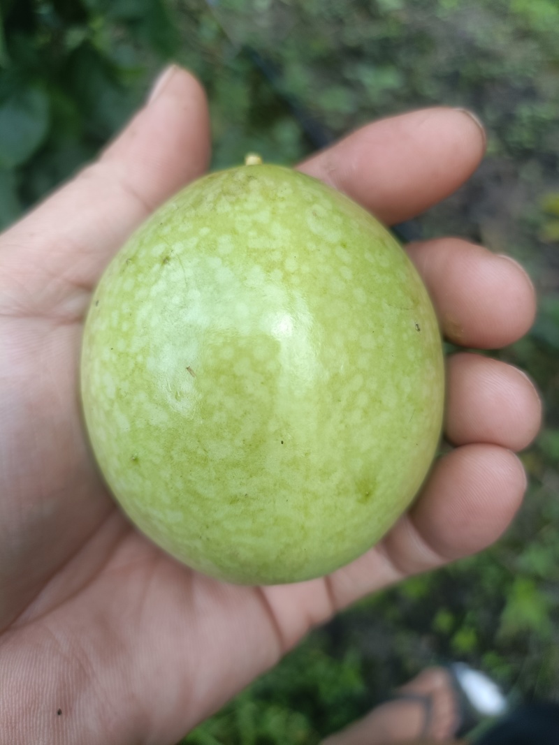 百香果精品统果