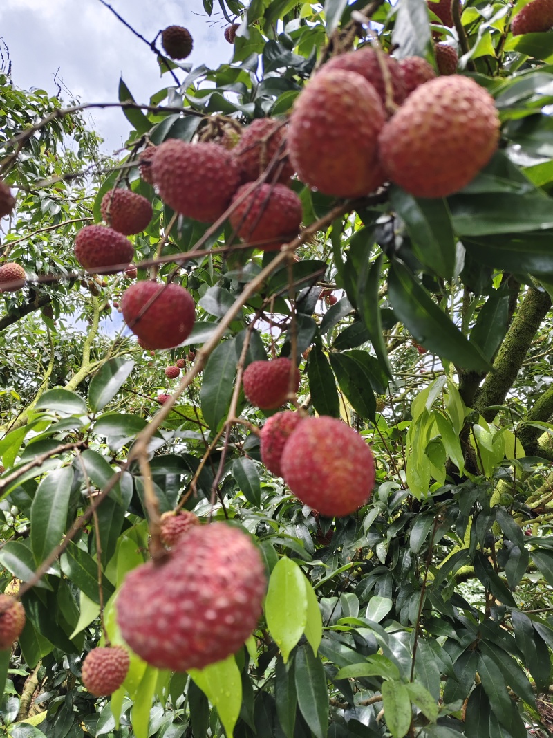 广东阳西鸡嘴荔枝