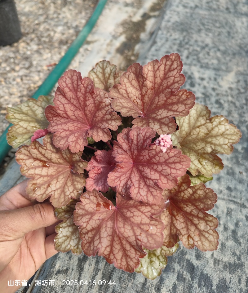 加仑盆矾根