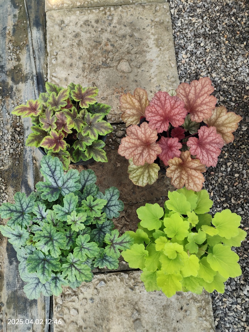 加仑盆矾根