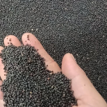 油菜籽