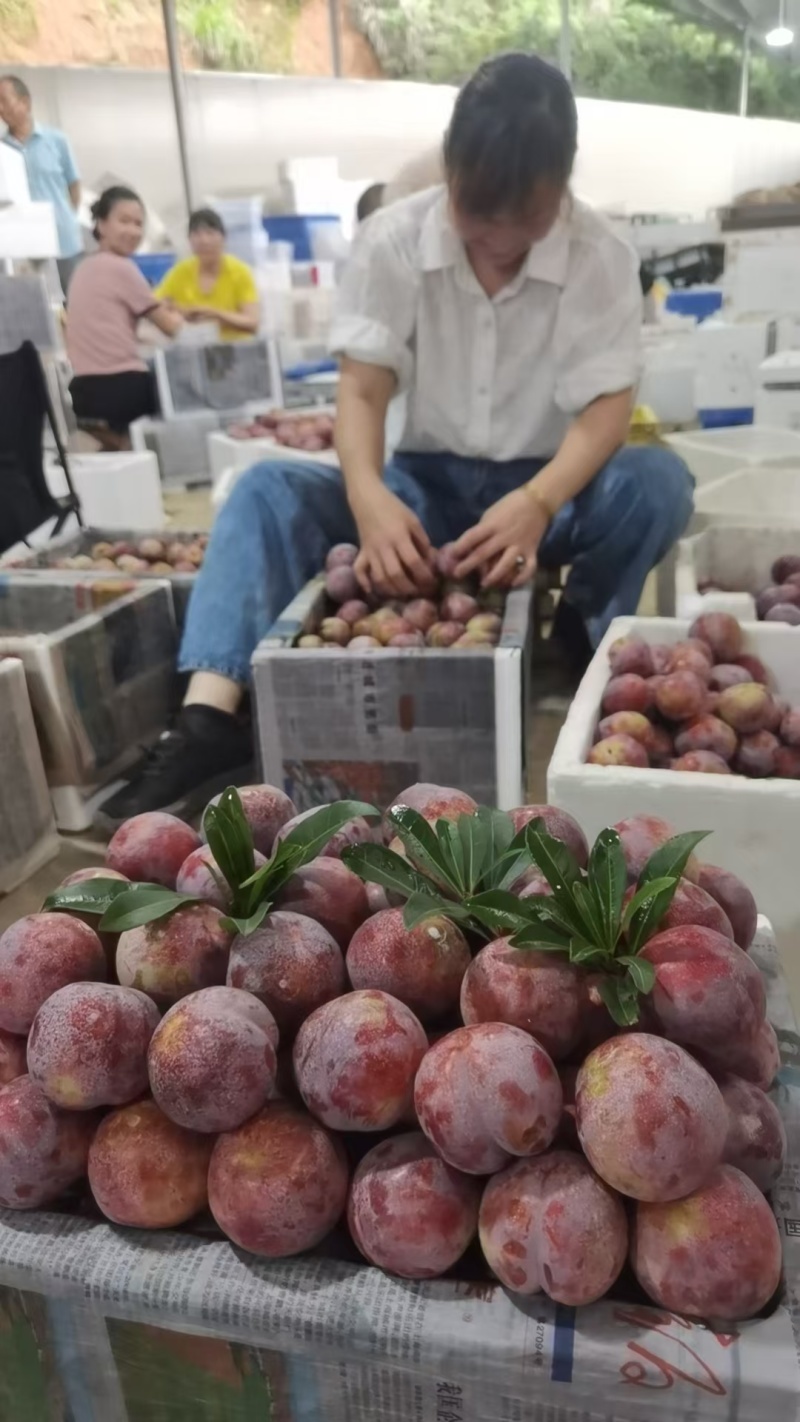 福建古田芙蓉李