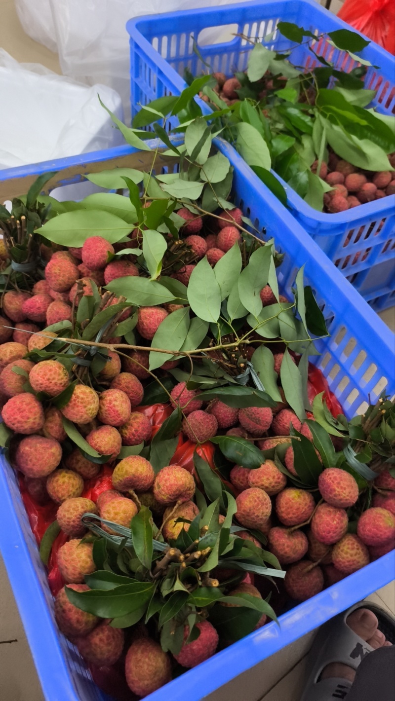 增城桂味荔枝，糯米糍荔枝，批发4元起