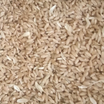 陕西省渭南市合阳县优质小麦有20万斤有现货