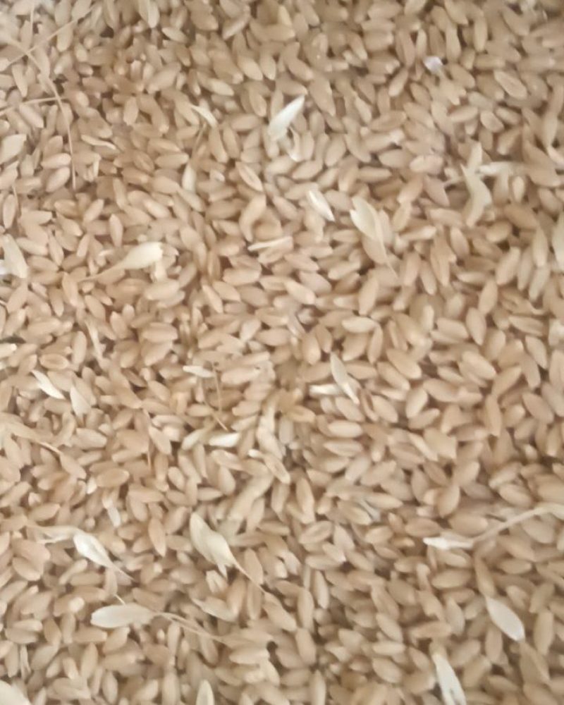 陕西省渭南市合阳县优质小麦有20万斤有现货