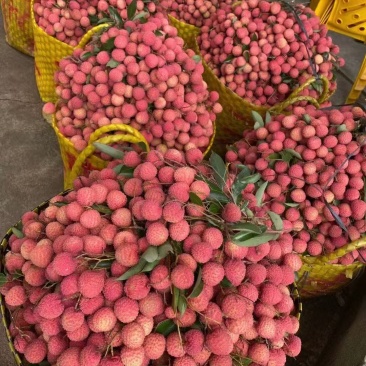大批量桂味荔枝，鸡嘴荔枝