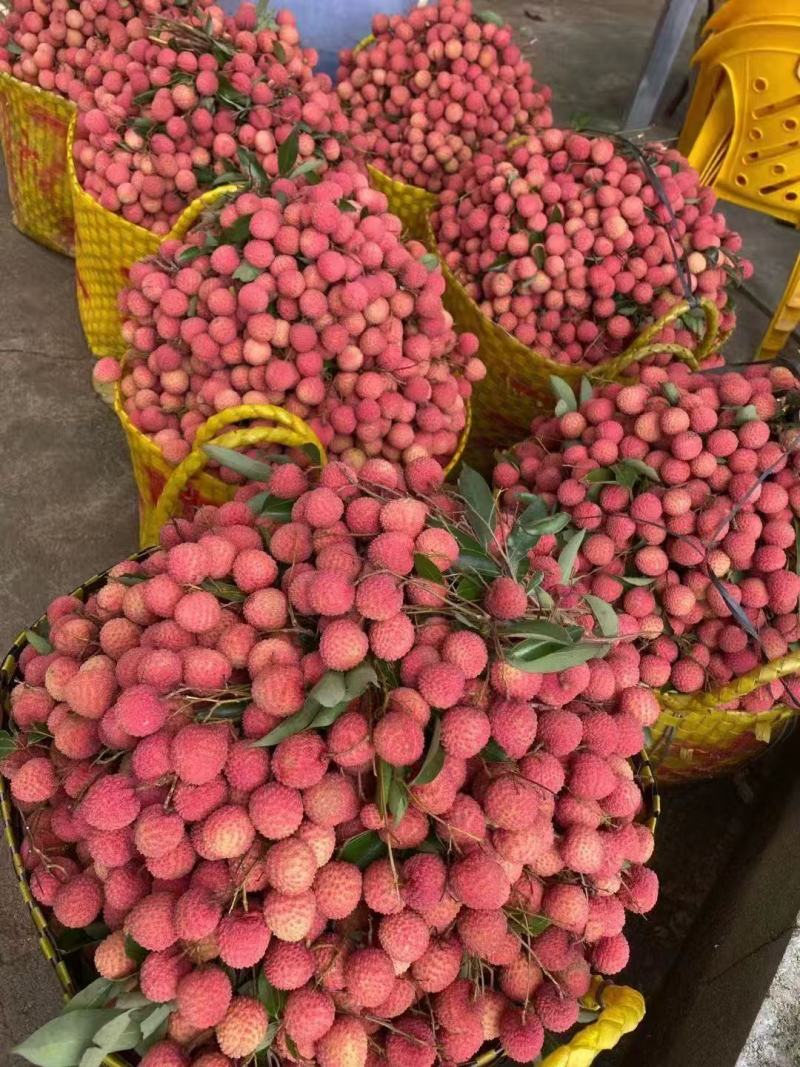 大批量桂味荔枝，鸡嘴荔枝