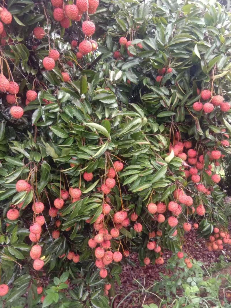 大批量桂味荔枝，鸡嘴荔枝