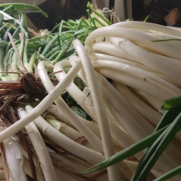 大弯葱