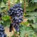 紫甜无核葡萄🍇