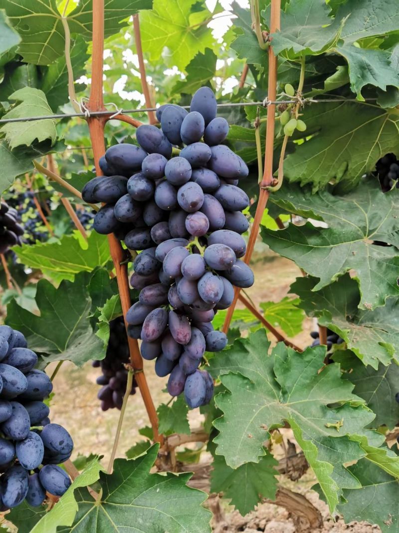 紫甜无核葡萄🍇