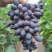 紫甜无核葡萄🍇