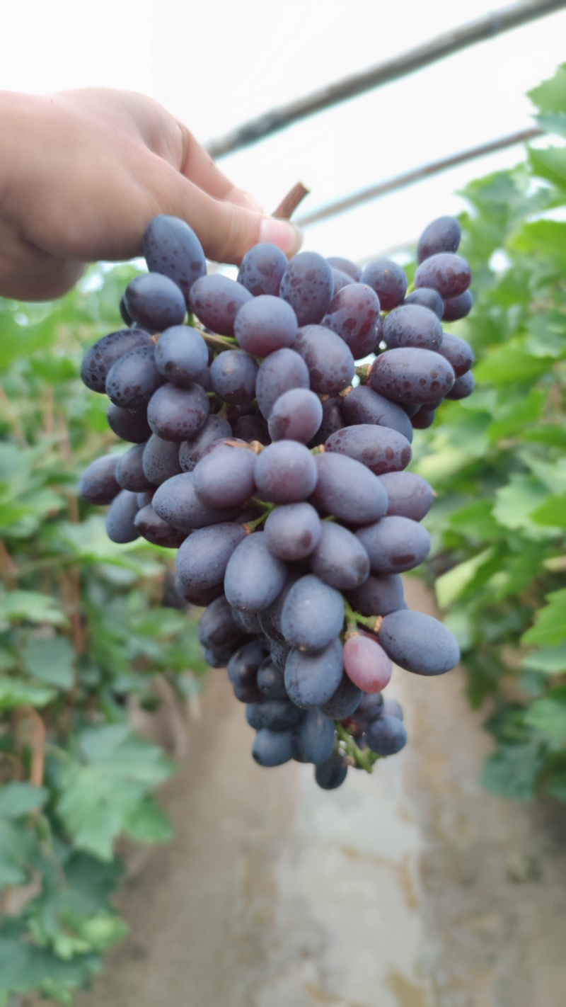 紫甜无核葡萄🍇