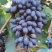 紫甜无核葡萄🍇