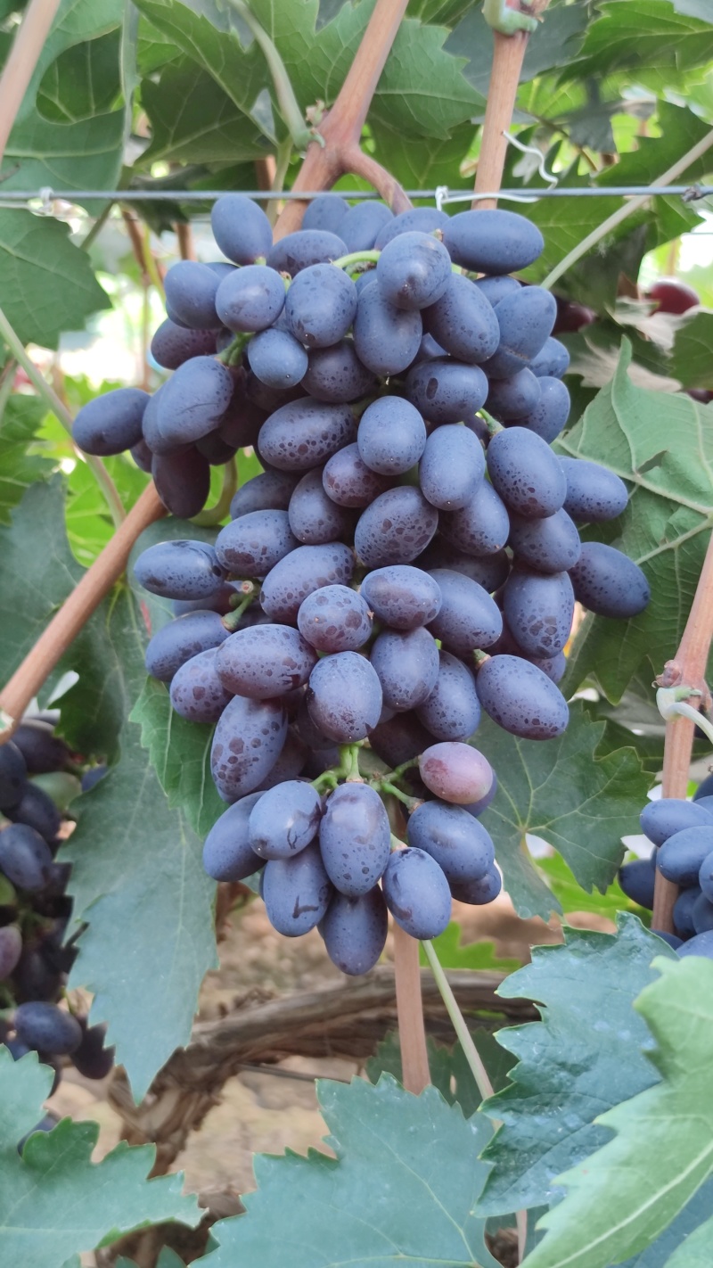紫甜无核葡萄🍇