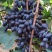 紫甜无核葡萄🍇