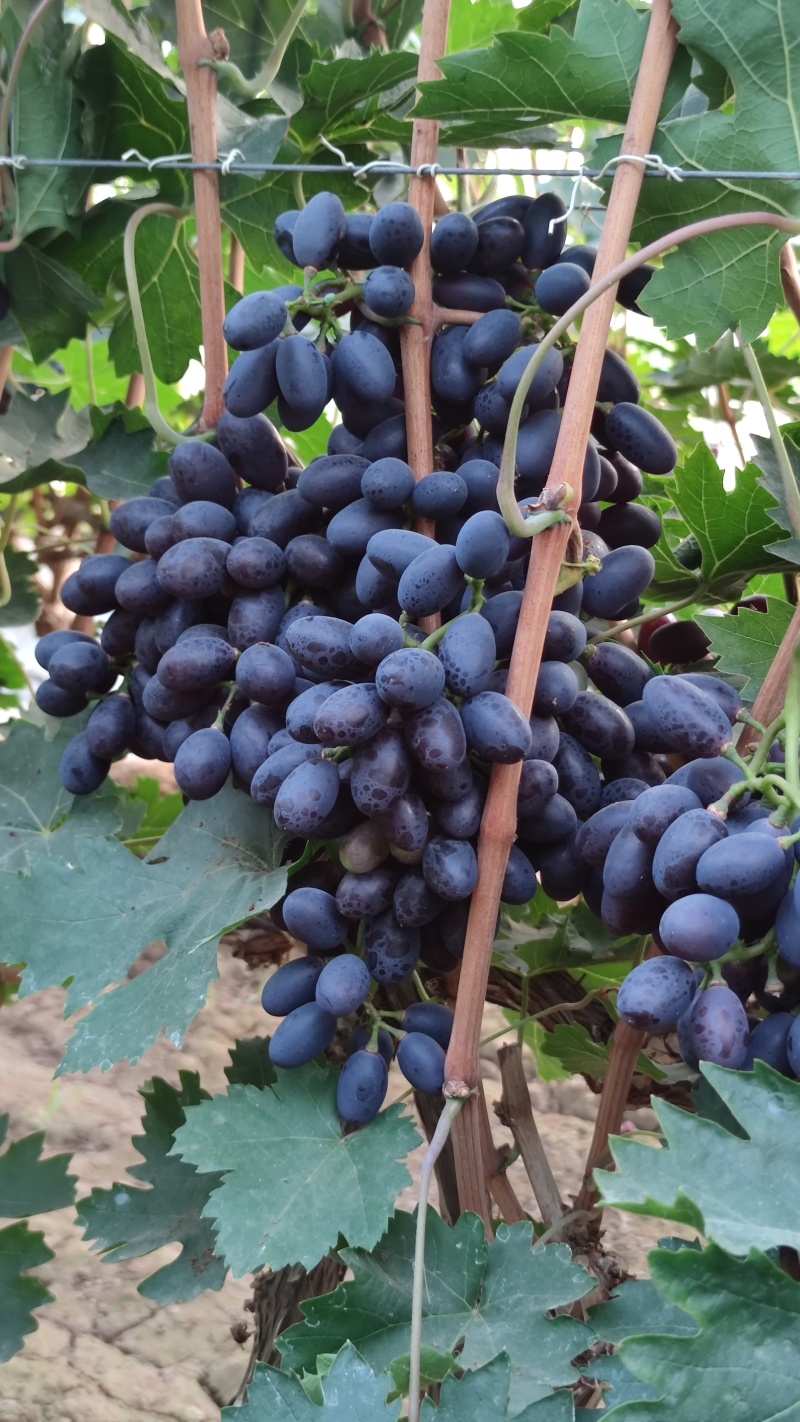 紫甜无核葡萄🍇