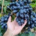 紫甜无核葡萄🍇