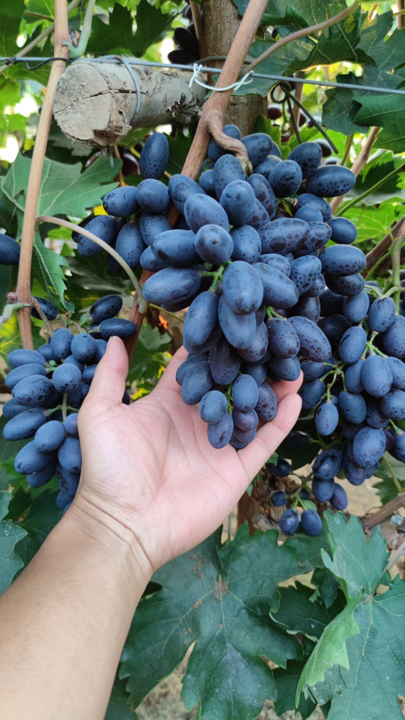 紫甜无核葡萄🍇