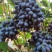 紫甜无核葡萄🍇