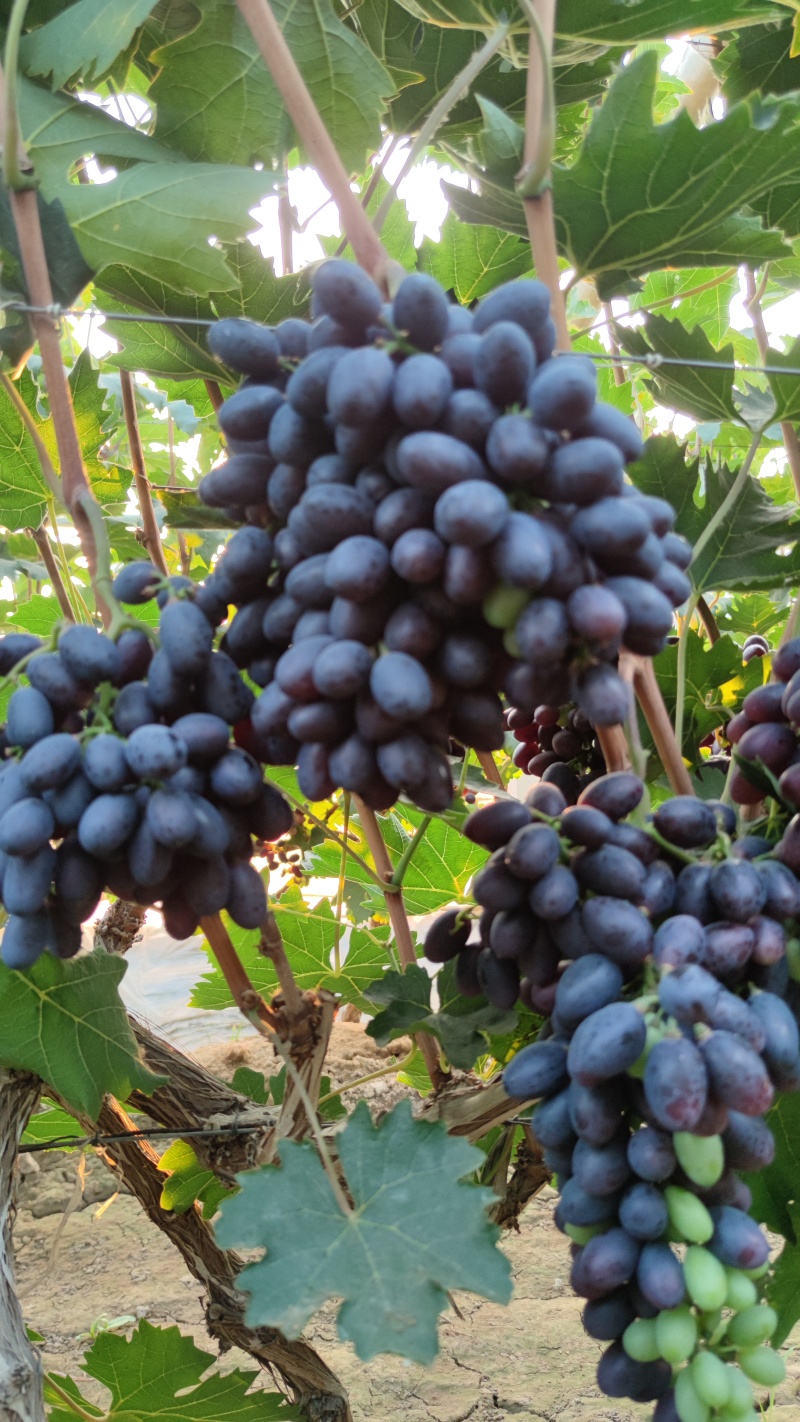 紫甜无核葡萄🍇