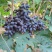 紫甜无核葡萄🍇