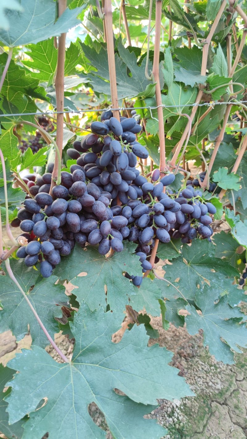 紫甜无核葡萄🍇