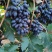 紫甜无核葡萄🍇