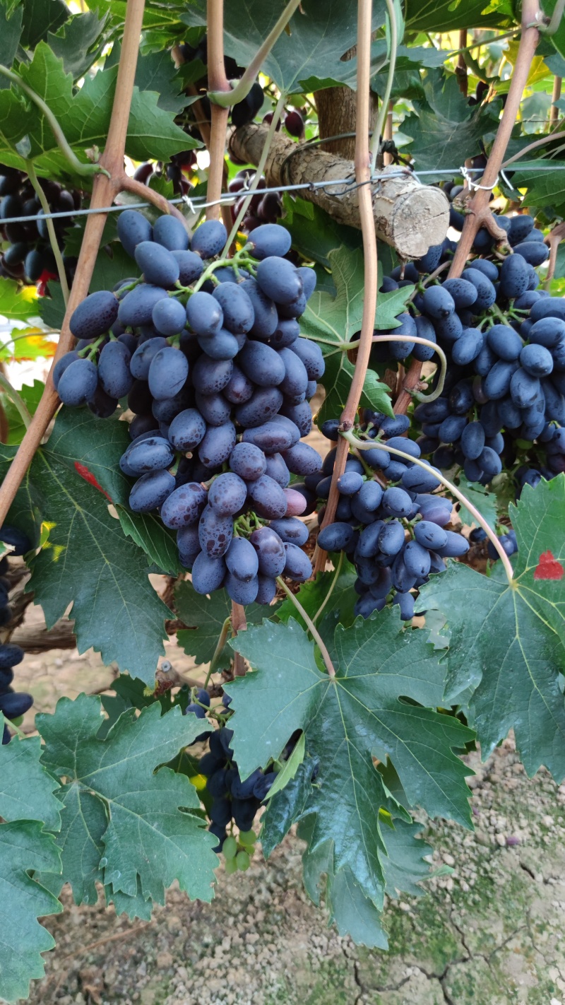 紫甜无核葡萄🍇