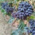 紫甜无核葡萄🍇