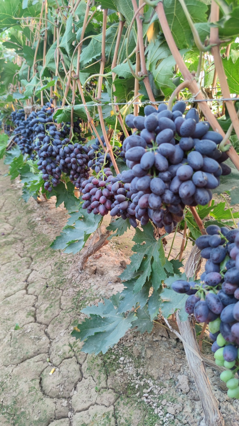紫甜无核葡萄🍇