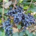 紫甜无核葡萄🍇