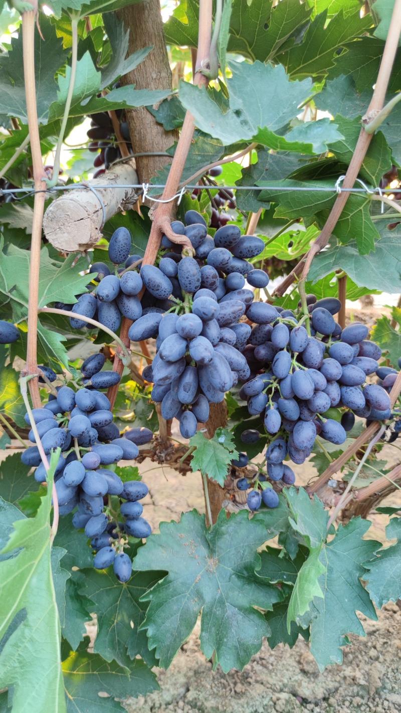 紫甜无核葡萄🍇