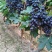 紫甜无核葡萄🍇