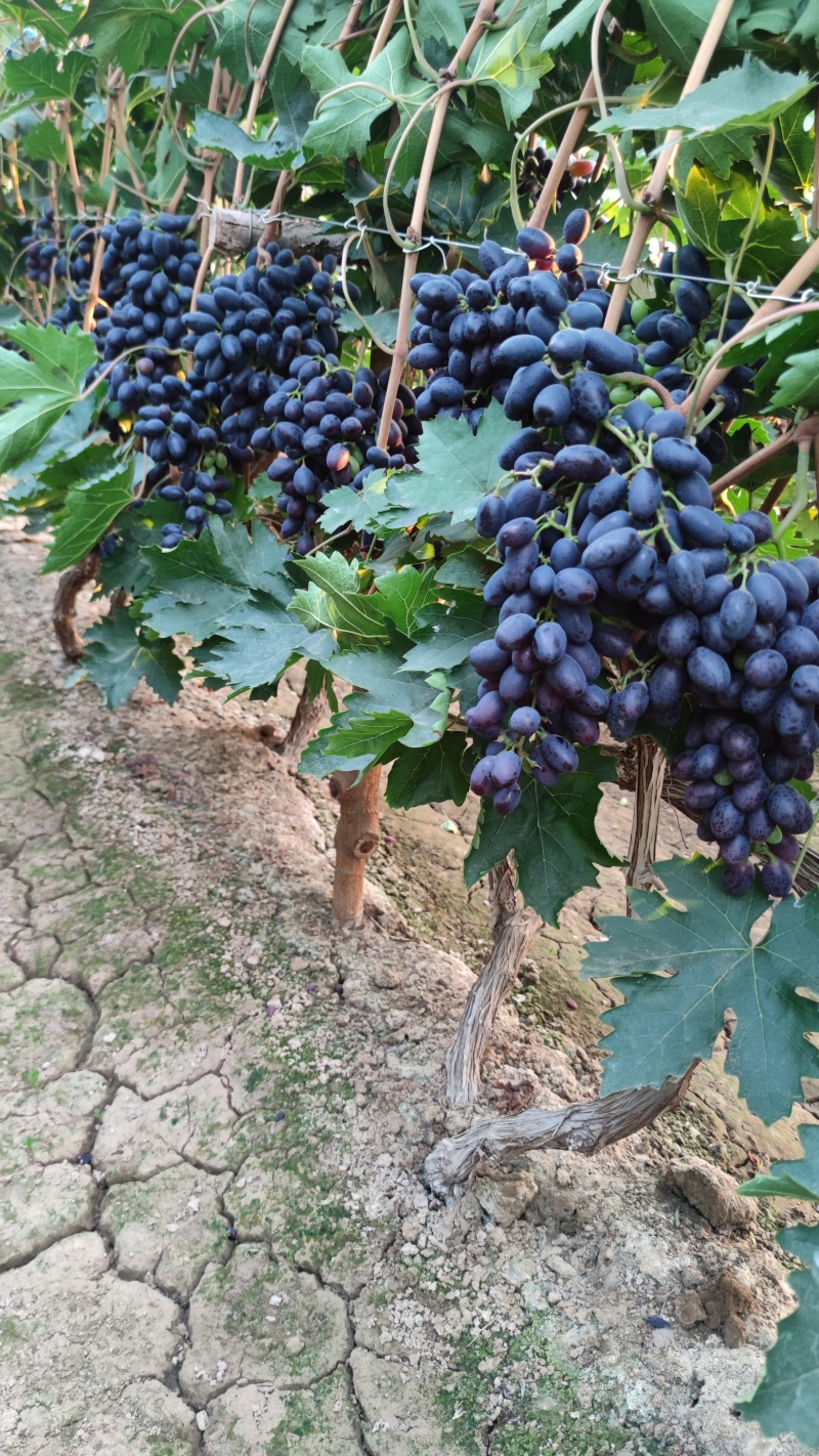 紫甜无核葡萄🍇