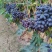 紫甜无核葡萄🍇