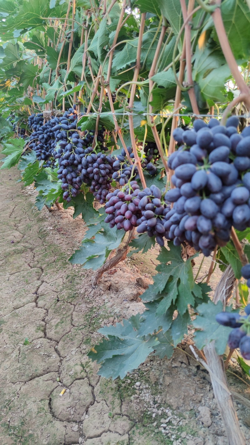 紫甜无核葡萄🍇