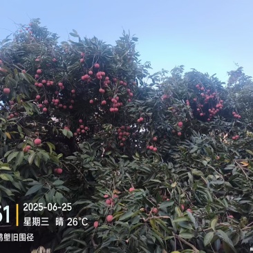 荔枝