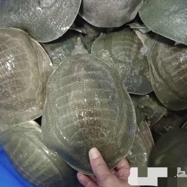 甲鱼(5两-8两）