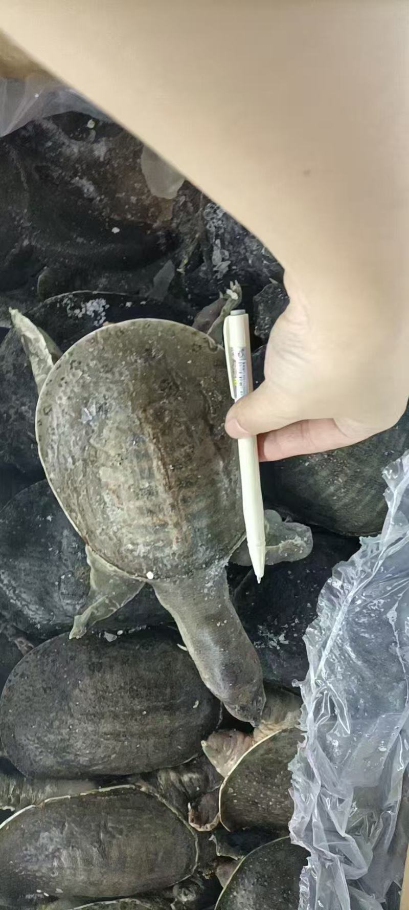 甲鱼(5两-8两）