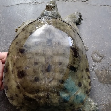甲鱼