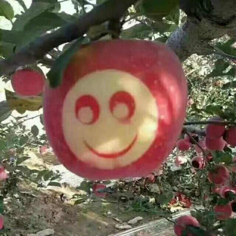 昭通糖心苹果