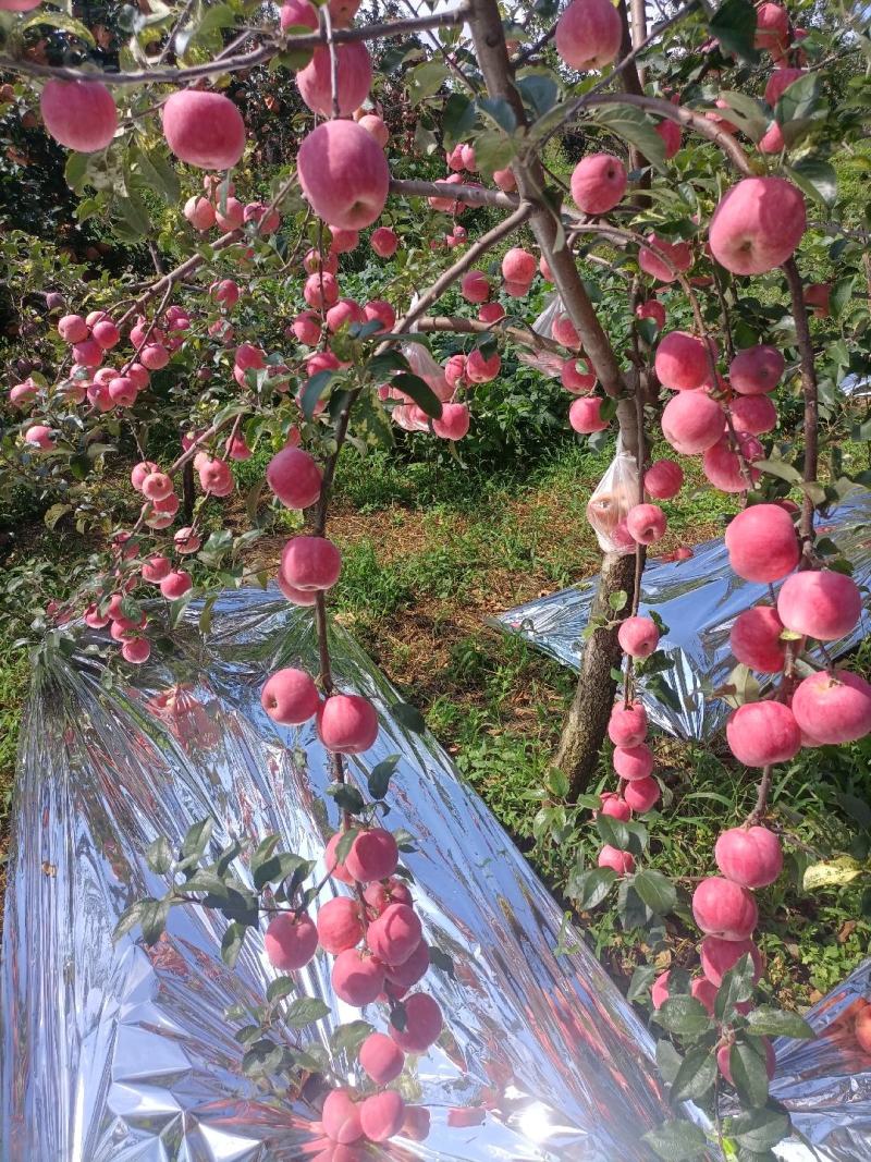 昭通糖心苹果